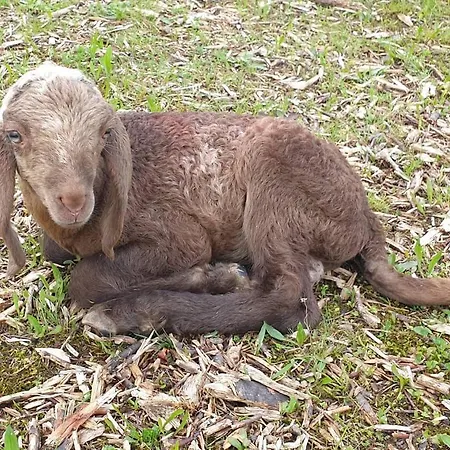 مزرعة للإقامة L'eremo Volpago del Montello