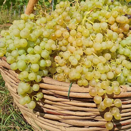 L'eremo مزرعة للإقامة Volpago del Montello